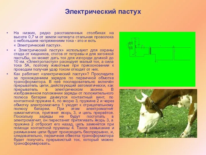 Электрический пастух На низких, редко расставленных столбиках на высоте 0,7