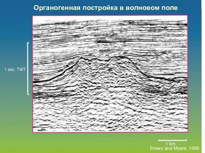 Органогенная постройка в волновом поле