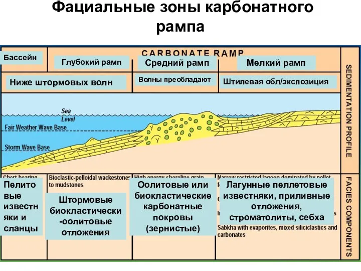 Фациальные зоны карбонатного рампа Пелитовые известняки и сланцы Штормовые биокластически-оолитовые