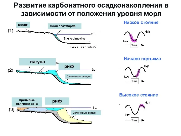 Развитие карбонатного осадконакопления в зависимости от положения уровня моря карст