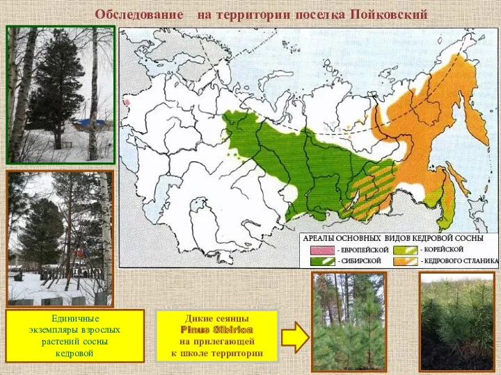 Обследование на территории поселка Пойковский Единичные экземпляры взрослых растений сосны