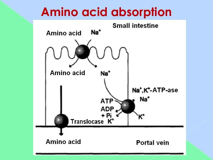 Amino acid absorption