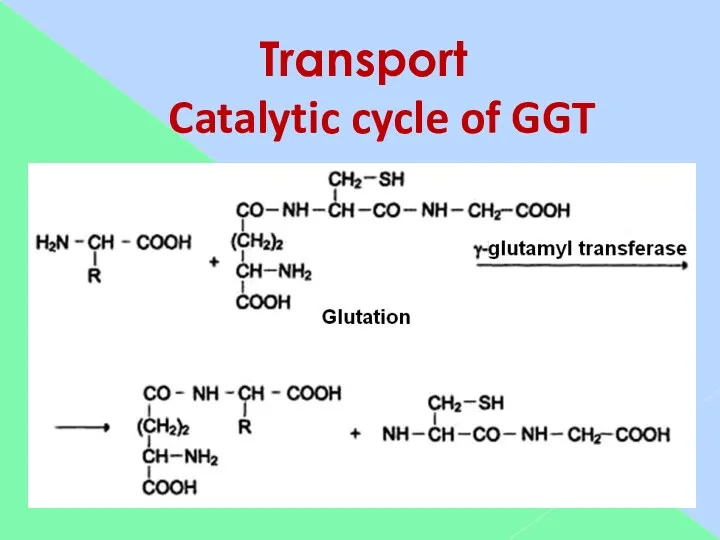 Transport Catalytic cycle of GGT