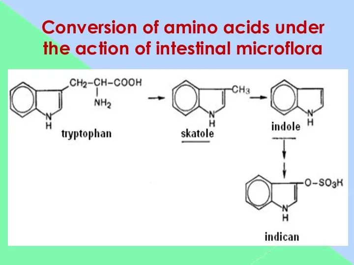 Conversion of amino acids under the action of intestinal microflora