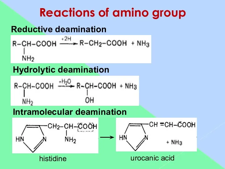 Reactions of amino group Reductive deamination Hydrolytic deamination Intramolecular deamination urocanic acid histidine