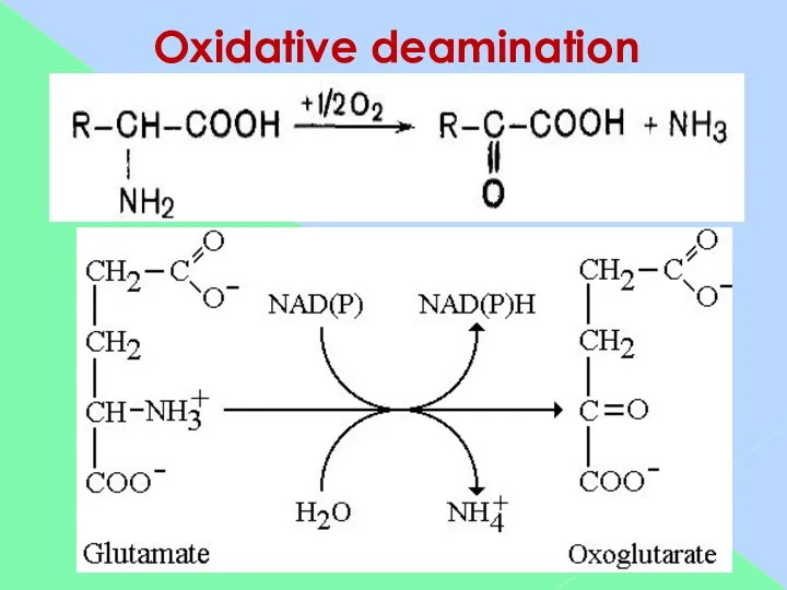 Oxidative deamination