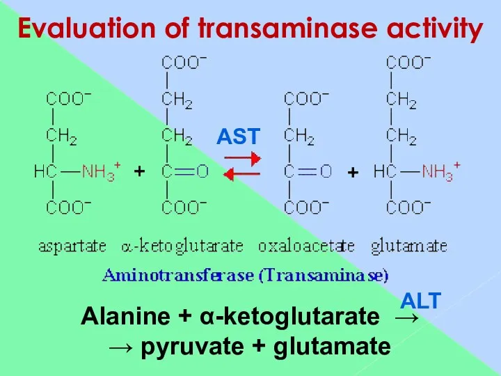 Evaluation of transaminase activity Alanine + α-ketoglutarate → → pyruvate + glutamate AST ALT