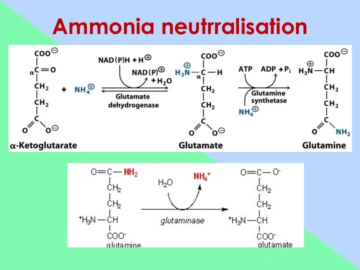 Ammonia neutrralisation