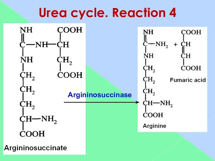 Urea cycle. Reaction 4 Argininosuccinase