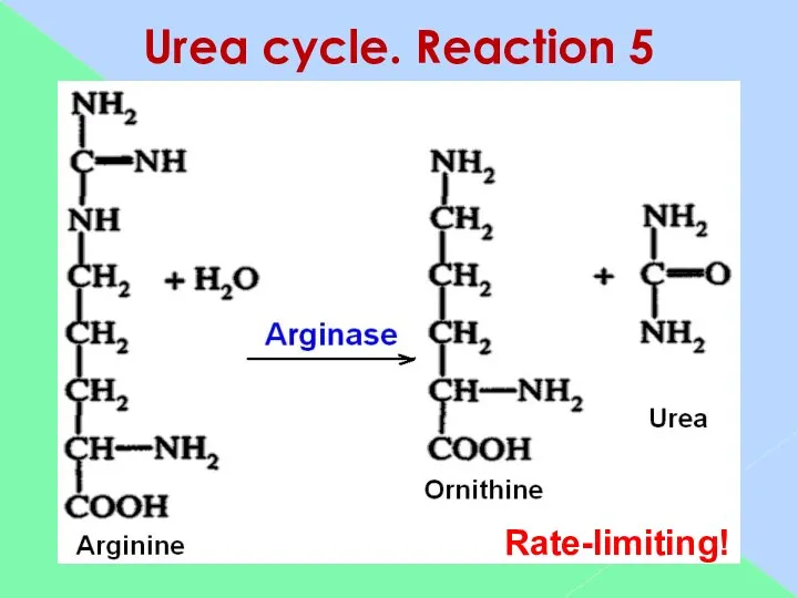 Urea cycle. Reaction 5 Rate-limiting!