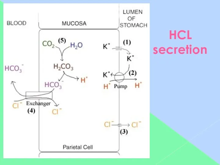 HCL secretion