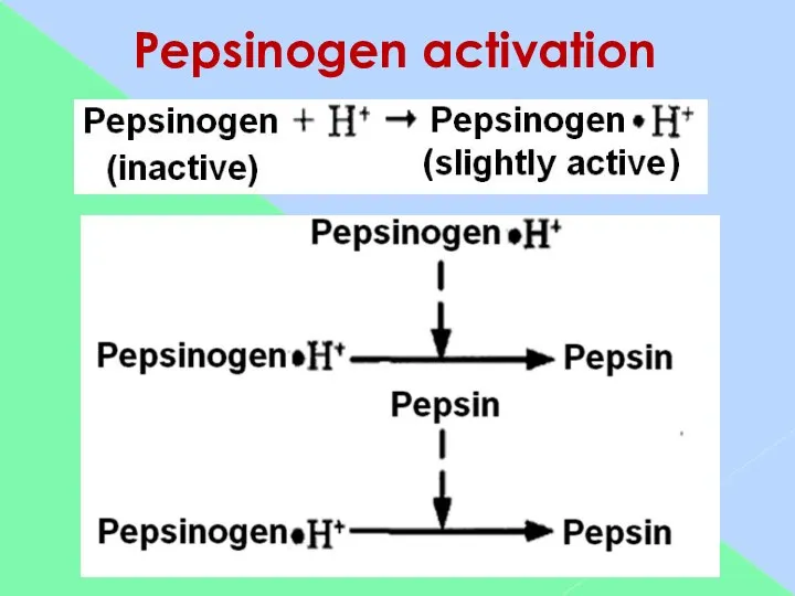 Pepsinogen activation
