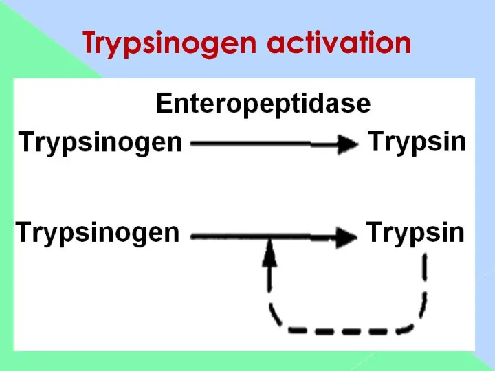 Trypsinogen activation