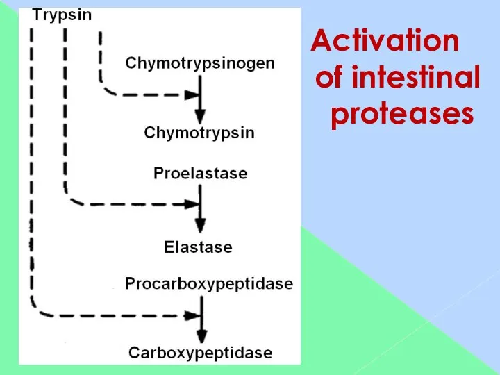 Activation of intestinal proteases