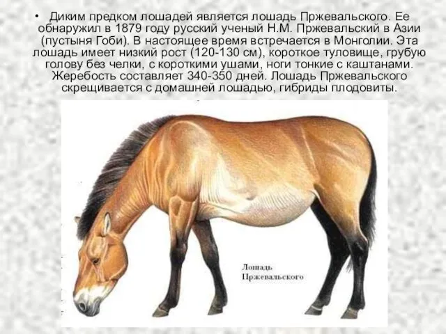 Диким предком лошадей является лошадь Пржевальского. Ее обнаружил в 1879