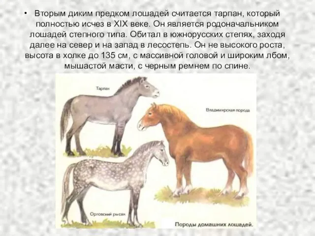 Вторым диким предком лошадей считается тарпан, который полностью исчез в