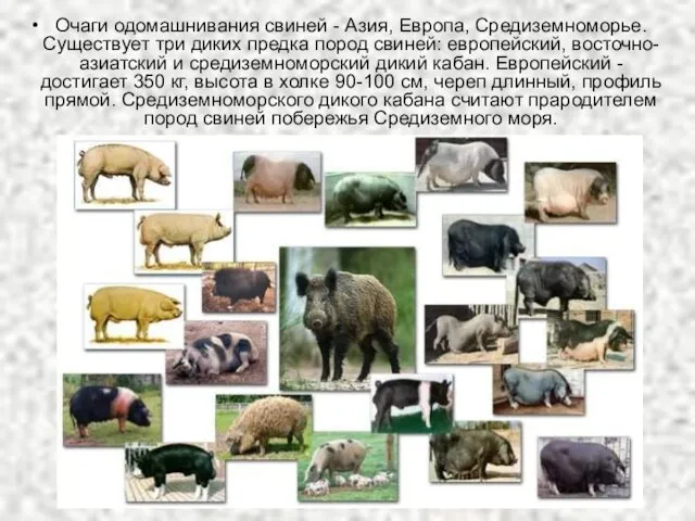 Очаги одомашнивания свиней - Азия, Европа, Средиземноморье. Существует три диких