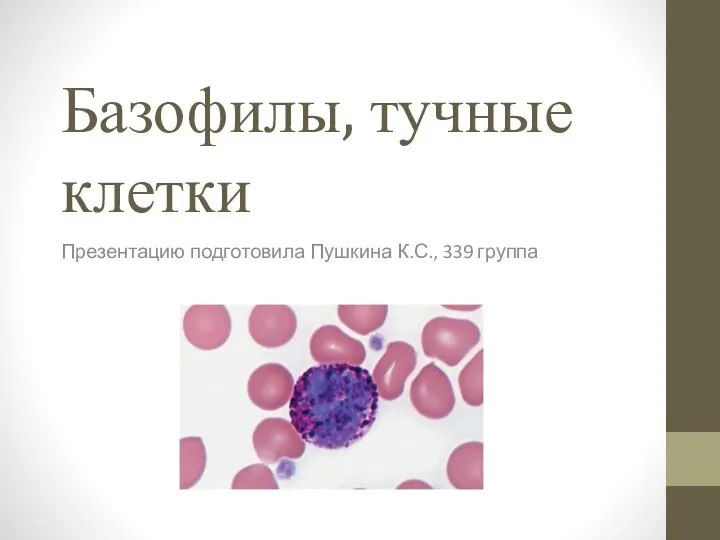 Базофилы, тучные клетки
