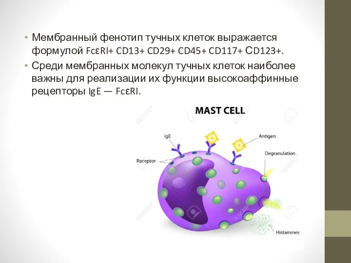 Мембранный фенотип тучных клеток выражается формулой FcεRI+ CD13+ CD29+ CD45+ CD117+ СD123+. Среди