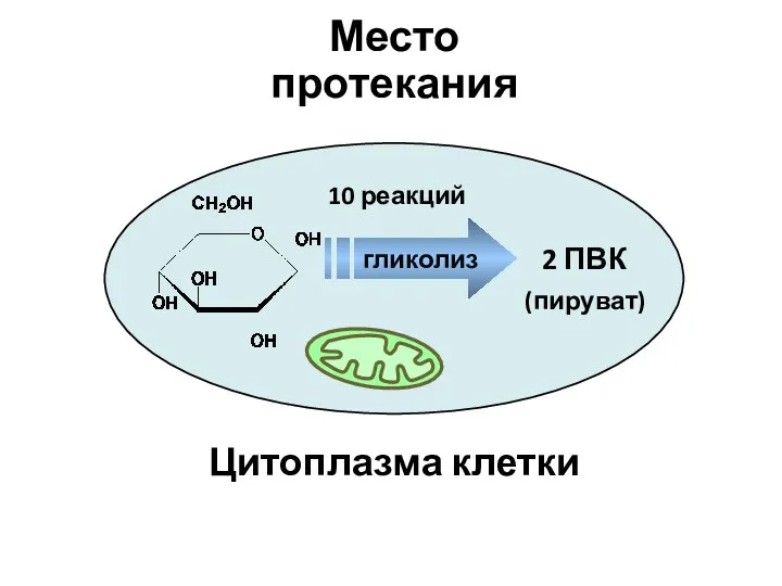2 ПВК Цитоплазма клетки 10 реакций (пируват) гликолиз Место протекания