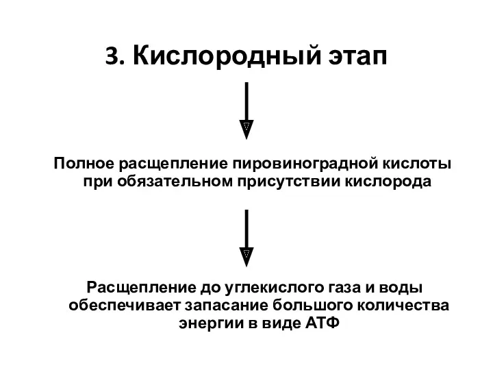 3. Кислородный этап Полное расщепление пировиноградной кислоты при обязательном присутствии