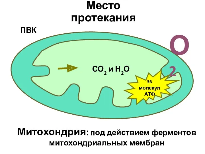 О2 Митохондрия: под действием ферментов митохондриальных мембран ПВК СО2 и Н2О 36 молекул АТФ Место протекания