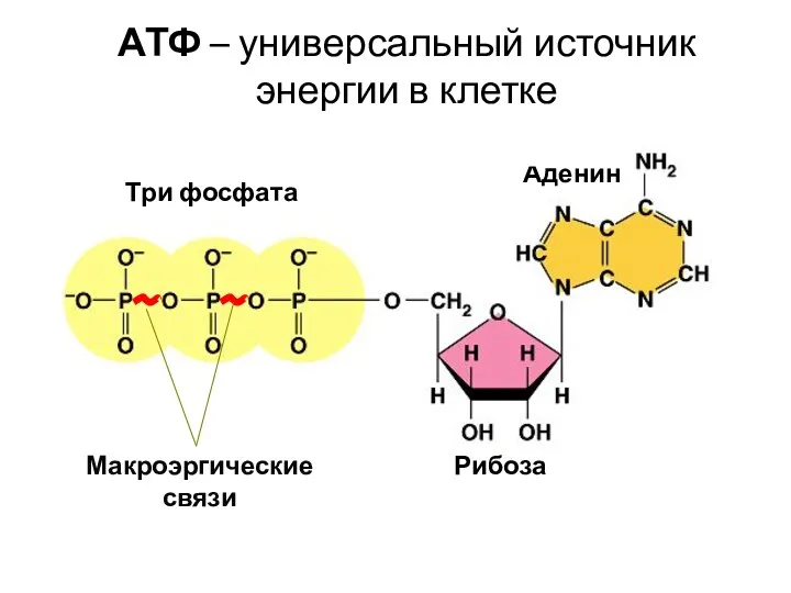 АТФ – универсальный источник энергии в клетке Макроэргические связи