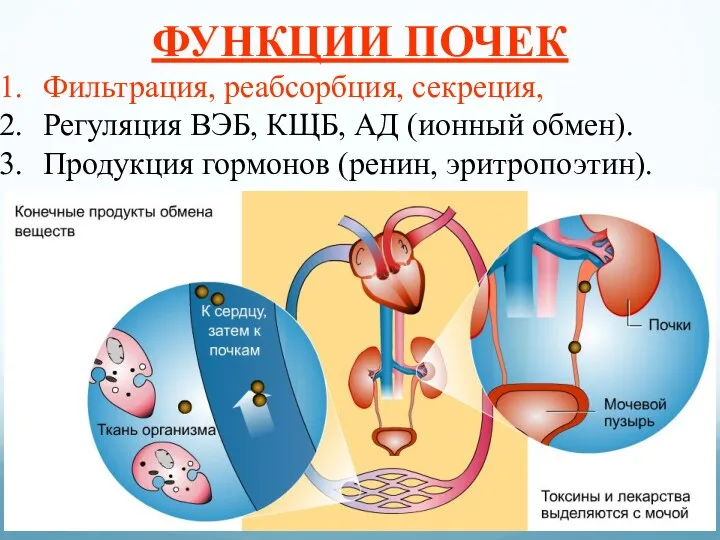 ФУНКЦИИ ПОЧЕК Фильтрация, реабсорбция, секреция, Регуляция ВЭБ, КЩБ, АД (ионный обмен). Продукция гормонов (ренин, эритропоэтин).