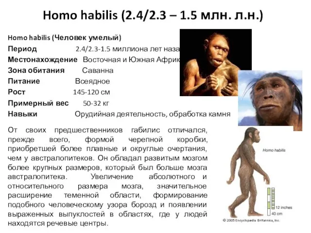 Homo habilis (2.4/2.3 – 1.5 млн. л.н.) Homo habilis (Человек