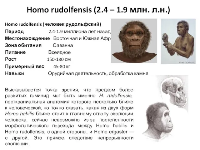 Homo rudolfensis (2.4 – 1.9 млн. л.н.) Homo rudolfensis (человек