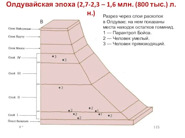 Олдувайская эпоха (2,7-2,3 – 1,6 млн. (800 тыс.) л.н.) Разрез