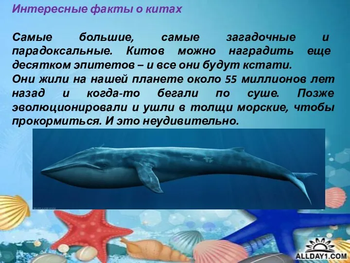 Интересные факты о китах Самые большие, самые загадочные и парадоксальные. Китов можно наградить