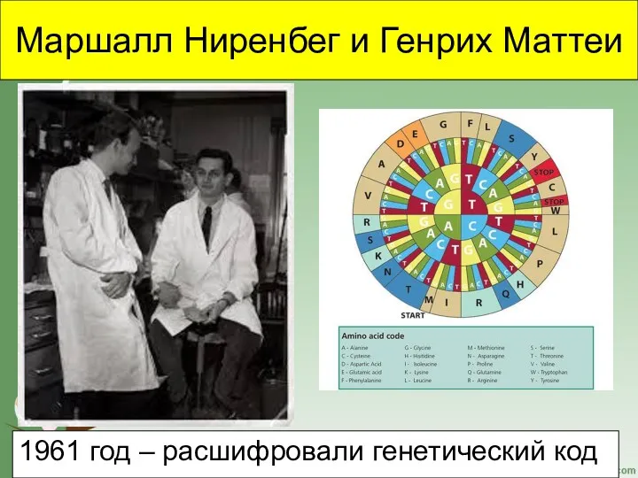 Маршалл Ниренбег и Генрих Маттеи 1961 год – расшифровали генетический код