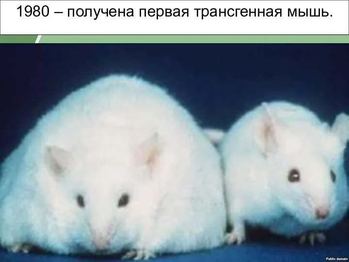 1980 – получена первая трансгенная мышь.