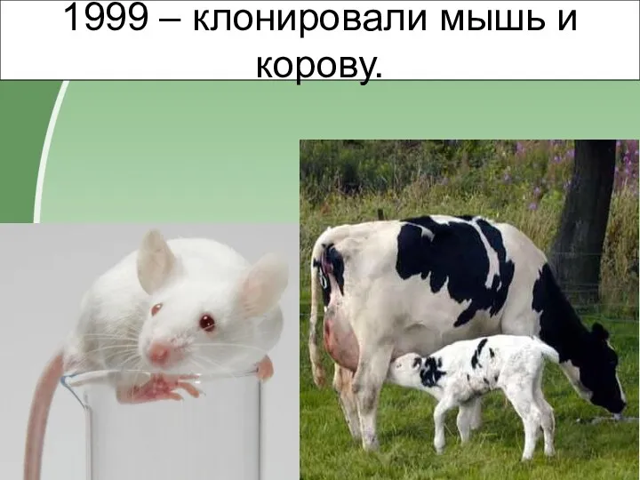 1999 – клонировали мышь и корову.