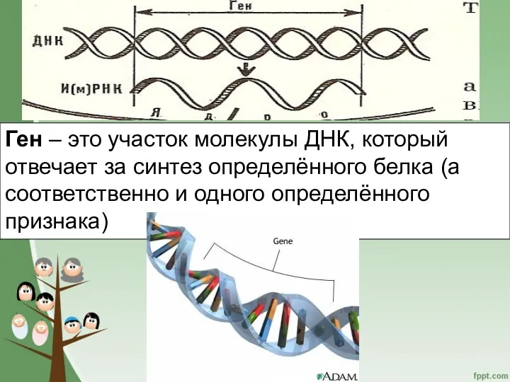 Ген – это участок молекулы ДНК, который отвечает за синтез