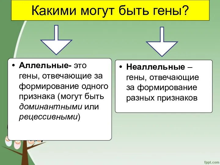 Какими могут быть гены? Аллельные- это гены, отвечающие за формирование