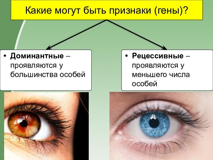 Какие могут быть признаки (гены)? Доминантные – проявляются у большинства