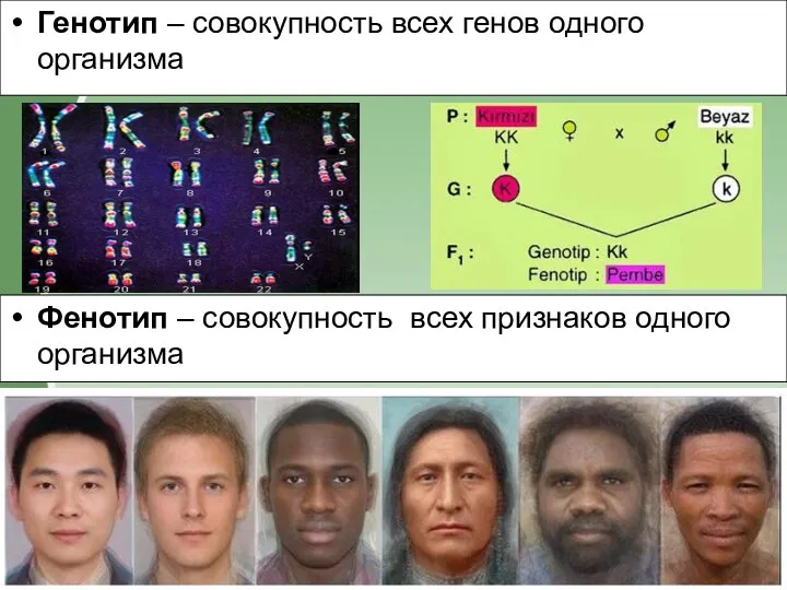 Генотип – совокупность всех генов одного организма Фенотип – совокупность всех признаков одного организма