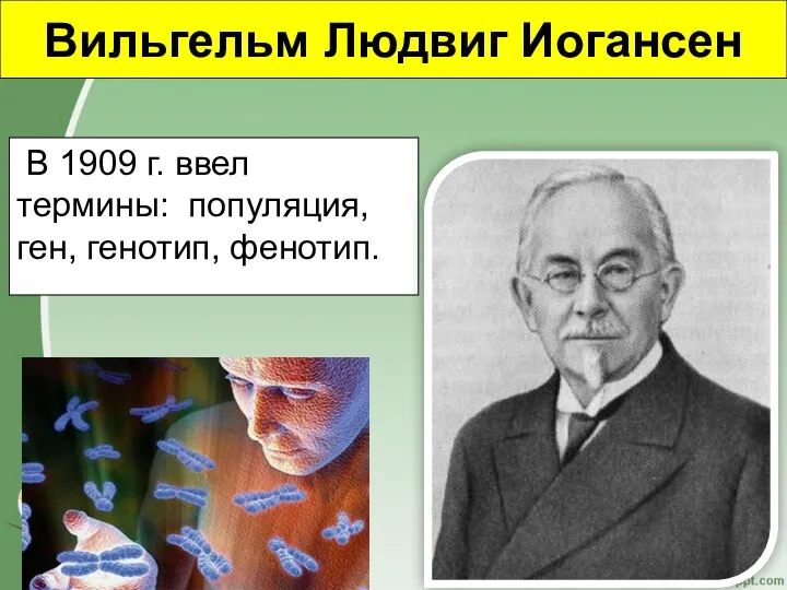 Вильгельм Людвиг Иогансен В 1909 г. ввел термины: популяция, ген, генотип, фенотип.