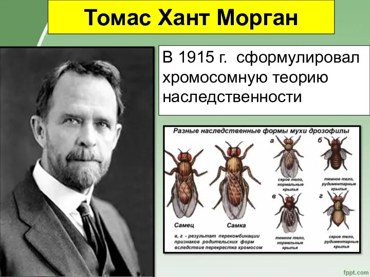 Томас Хант Морган В 1915 г. сформулировал хромосомную теорию наследственности