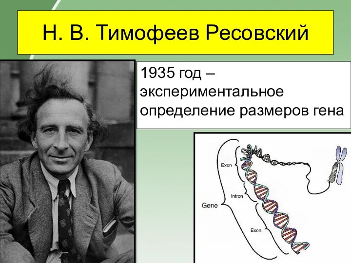 Н. В. Тимофеев Ресовский 1935 год – экспериментальное определение размеров гена