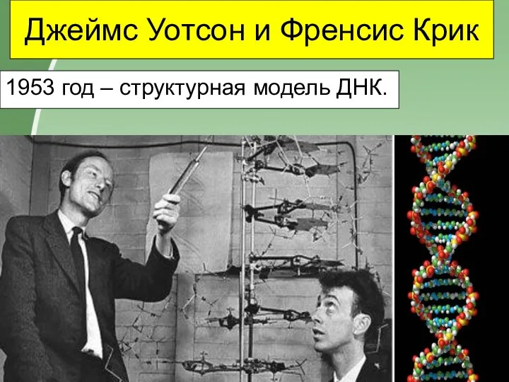 Джеймс Уотсон и Френсис Крик 1953 год – структурная модель ДНК.