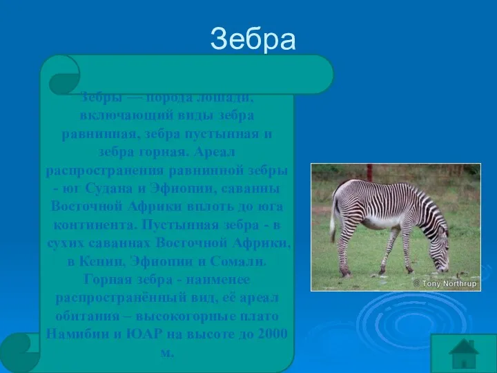 Зебра Зебры — порода лошади, включающий виды зебра равнинная, зебра