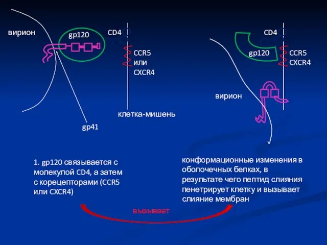 вирион gp41 gp120 CD4 CCR5 или CXCR4 клетка-мишень CD4 CCR5