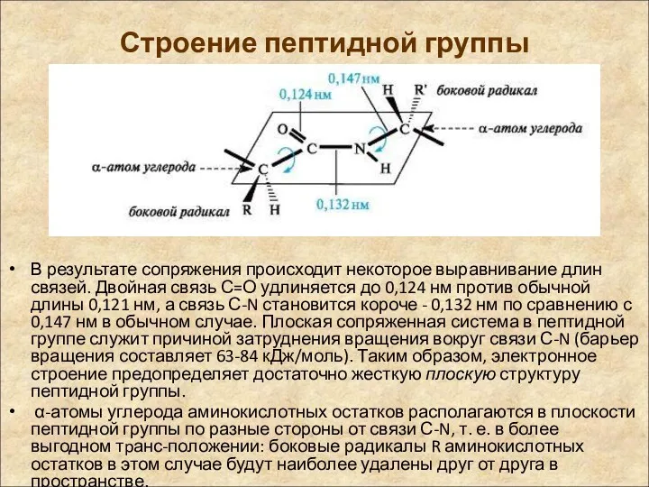 Строение пептидной группы В результате сопряжения происходит некоторое выравнивание длин