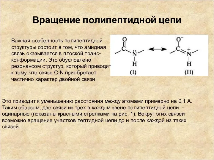 Вращение полипептидной цепи Важная особенность полипептидной структуры состоит в том,