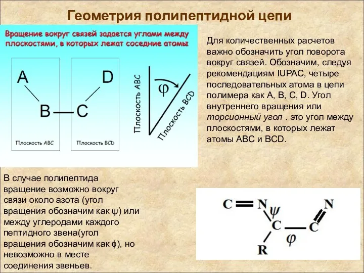 Геометрия полипептидной цепи Для количественных расчетов важно обозначить угол поворота