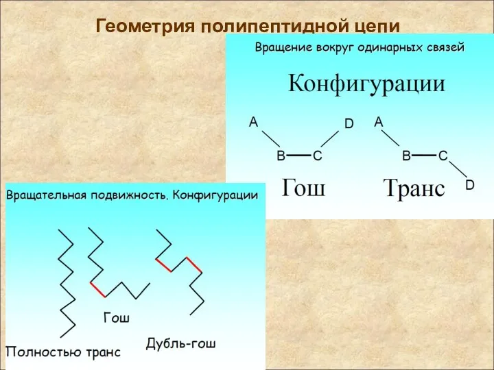 Геометрия полипептидной цепи