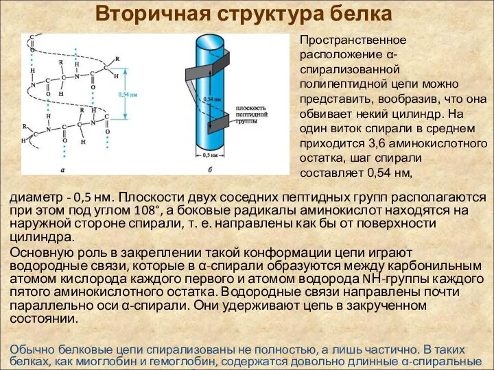 Вторичная структура белка диаметр - 0,5 нм. Плоскости двух соседних